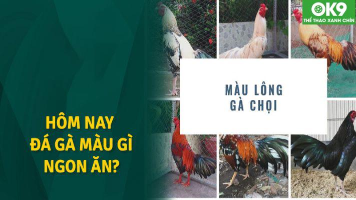 Xem màu mạng gà đá dựa theo năm sinh của người nuôi