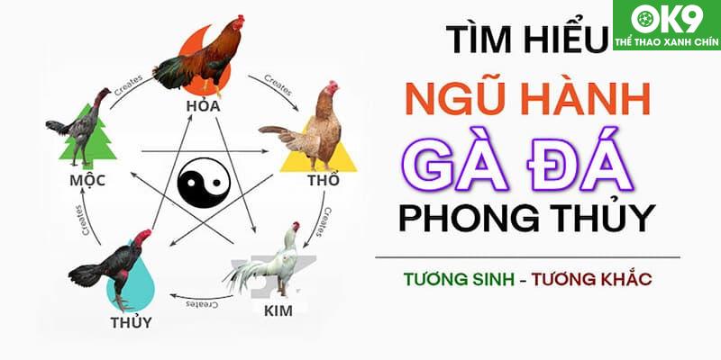 Xem màu mạng gà đá theo ngày từng mệnh trong ngũ hành