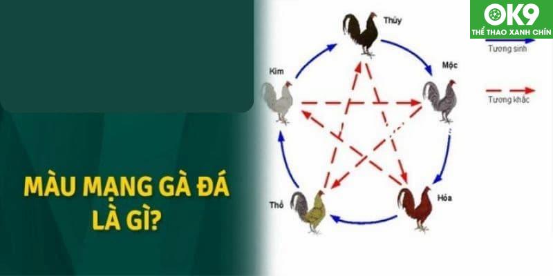 Màu mạng gà đá được hiểu là màu tương sinh với mệnh của gà và hợp với người nuôi